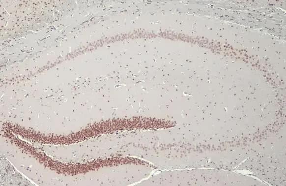 Immunohistochemistry-Paraffin: NFIX Antibody (HL1269) - Azide and BSA Free [NBP3-25576] - NFIX antibody [HL1269] detects NFIX protein at nucleus by immunohistochemical analysis. Sample: Paraffin-embedded mouse brain. NFIX stained by NFIX antibody [HL1269] (NBP3-25576) diluted at 1:100. Antigen Retrieval: Citrate buffer, pH 6.0, 15 min