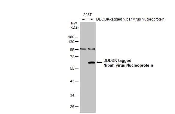 Non-transfected (-) and transfected (+) 293T whole cell extracts (30 ug) were separated by 10% SDS-PAGE, and the membrane was blotted with Nipah Virus Nucleoprotein antibody [HL1436] (NBP3-25577) diluted at 1:5000. The HRP-conjugated anti-rabbit IgG antibody was used to detect the primary antibody. 