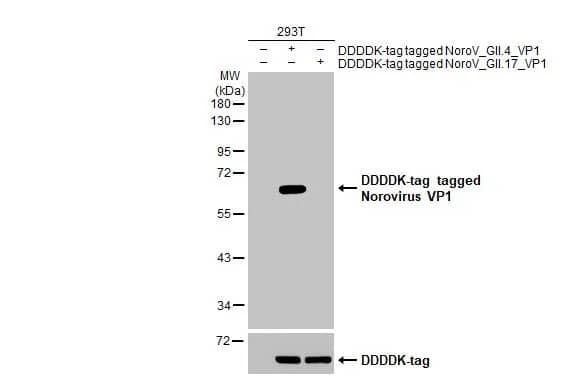 Western Blot: Norovirus VP1 Antibody (HL1672) - Azide and BSA Free [NBP3-25578] - Non-transfected (-) and transfected (+) 293T whole cell extracts (30 ug) were separated by 10% SDS-PAGE, and the membrane was blotted with Norovirus VP1 antibody [HL1672] (NBP3-25578) diluted at 1:5000. The HRP-conjugated anti-rabbit IgG antibody was used to detect the primary antibody.