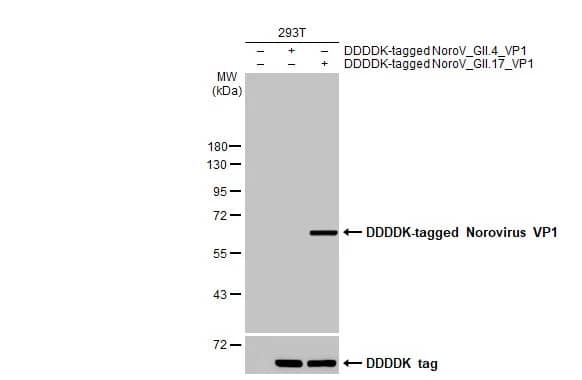 Western Blot: Norovirus VP1 Antibody (HL2177) - Azide and BSA Free [NBP3-25579] - Non-transfected (-) and transfected (+) 293T whole cell extracts (30 ug) were separated by 10% SDS-PAGE, and the membrane was blotted with Norovirus VP1 antibody [HL2177] (NBP3-25579) diluted at 1:2000. The HRP-conjugated anti-rabbit IgG antibody was used to detect the primary antibody.