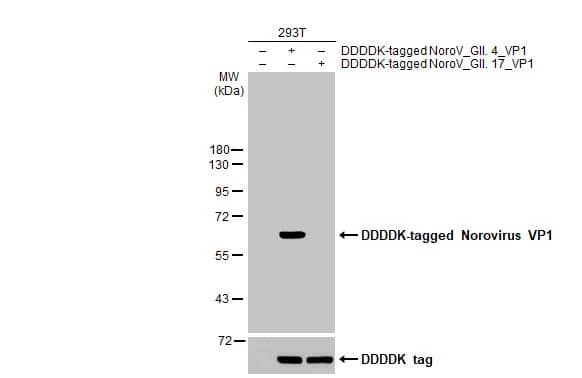 Western Blot: Norovirus VP1 Antibody (HL2410) - Azide and BSA Free [NBP3-25580] - Non-transfected (-) and transfected (+) 293T whole cell extracts (30 ug) were separated by 10% SDS-PAGE, and the membrane was blotted with Norovirus VP1 antibody [HL2410] (NBP3-25580) diluted at 1:5000. The HRP-conjugated anti-rabbit IgG antibody was used to detect the primary antibody.