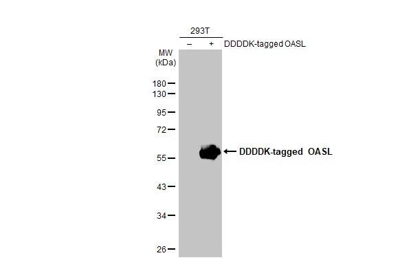 <b>Biological Strategies Validation. </b>Western Blot: OASL Antibody (HL2399) - Azide and BSA Free [NBP3-25583] - Non-transfected (-) and transfected (+) 293T whole cell extracts (30 ug) were separated by 10% SDS-PAGE, and the membrane was blotted with OASL antibody [HL2399] (NBP3-25583) diluted at 1:10000. The HRP-conjugated anti-rabbit IgG antibody was used to detect the primary antibody.