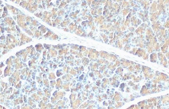 Immunohistochemistry-Paraffin: Pancreatic Lipase Antibody (HL1310) - Azide and BSA Free [NBP3-25590] - Pancreatic Lipase antibody [HL1310] detects secreted Pancreatic Lipase protein by immunohistochemical analysis. Sample: Paraffin-embedded rat pancreas. Pancreatic Lipase stained by Pancreatic Lipase antibody [HL1310] (NBP3-25590) diluted at 1:100. Antigen Retrieval: Citrate buffer, pH 6.0, 15 min