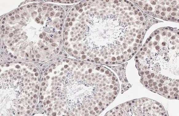 Immunohistochemistry-Paraffin: BRPF1 Antibody (HL2064) - Azide and BSA Free [NBP3-25595] - Peregrin antibody [HL2064] detects Peregrin protein at cytoplasm and nucleus by immunohistochemical analysis. Sample: Paraffin-embedded mouse testis. Peregrin stained by Peregrin antibody [HL2064] (NBP3-25595) diluted at 1:100. Antigen Retrieval: Citrate buffer, pH 6.0, 15 min