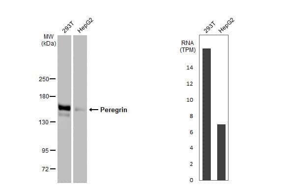 Western Blot: BRPF1 Antibody (HL2064) - Azide and BSA Free [NBP3-25595] - Various whole cell extracts (30 ug) were separated by 5% SDS-PAGE, and the membrane was blotted with Peregrin antibody [HL2064] (NBP3-25595) diluted at 1:1000. The HRP-conjugated anti-rabbit IgG antibody was used to detect the primary antibody. Corresponding RNA expression data for the same cell lines are based on Human Protein Atlas program.