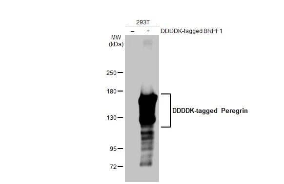 Western Blot BRPF1 Antibody (HL2064) - Azide and BSA Free