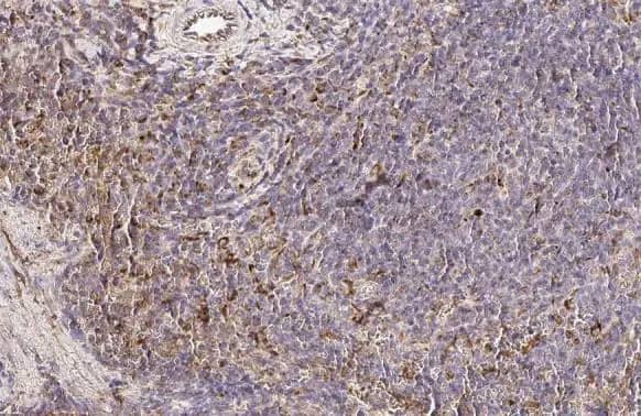 Immunohistochemistry-Paraffin: PFKFB4 Antibody (HL2204) - Azide and BSA Free [NBP3-25598] - PFKFB4 antibody [HL2204] detects PFKFB4 protein at cell membrane and cytoplasm by immunohistochemical analysis. Sample: Paraffin-embedded mouse spleen. PFKFB4 stained by PFKFB4 antibody [HL2204] (NBP3-25598) diluted at 1:100. Antigen Retrieval: Citrate buffer, pH 6.0, 15 min