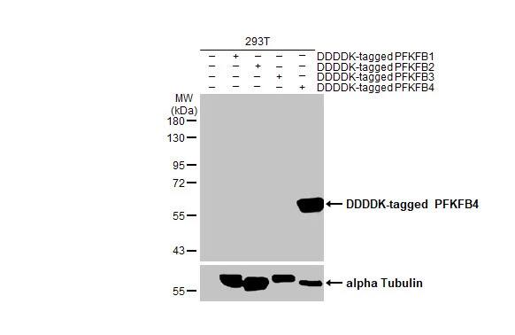 Western Blot: PFKFB4 Antibody (HL2204) - Azide and BSA Free [NBP3-25598] - Non-transfected (-) and transfected (+) 293T whole cell extracts (30 ug) were separated by 10% SDS-PAGE, and the membrane was blotted with PFKFB4 antibody [HL2204] (NBP3-25598) diluted at 1:5000. The HRP-conjugated anti-rabbit IgG antibody was used to detect the primary antibody.