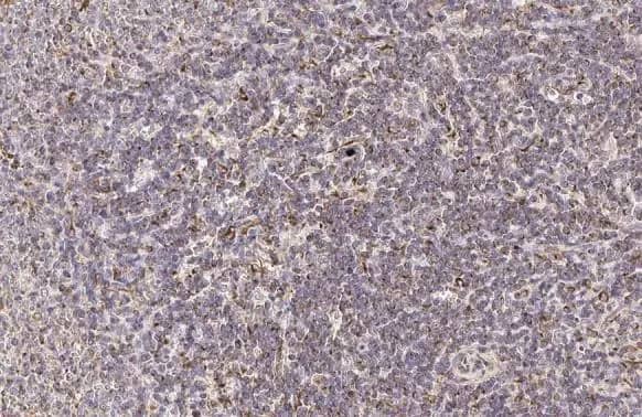 Immunohistochemistry-Paraffin: PFKFB4 Antibody (HL2204) - Azide and BSA Free [NBP3-25598] - PFKFB4 antibody [HL2204] detects PFKFB4 protein at cell membrane and cytoplasm by immunohistochemical analysis. Sample: Paraffin-embedded rat spleen. PFKFB4 stained by PFKFB4 antibody [HL2204] (NBP3-25598) diluted at 1:100. Antigen Retrieval: Citrate buffer, pH 6.0, 15 min