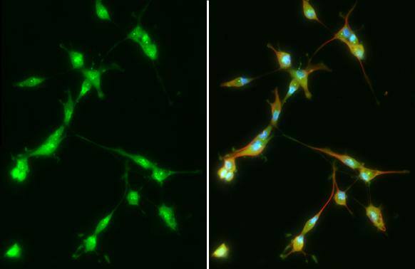 PFKFB4 antibody [HL2204] detects PFKFB4 protein at cytoplasm and nucleus by immunofluorescent analysis.Sample: U87-MG cells were fixed in ice-cold MeOH for 5 min.Green: PFKFB4 stained by PFKFB4 antibody [HL2204] (NBP3-25598) diluted at 1:500.Red: alpha Tubulin, a cytoskeleton marker, stained by alpha Tubulin antibody [GT114] diluted at 1:1000.Blue: Fluoroshield with DAPI . 