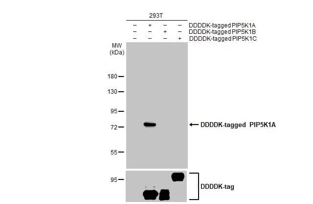 Western Blot: PIP5K1 alpha Antibody (HL2011) - Azide and BSA Free [NBP3-25603] - Non-transfected (-) and transfected (+) 293T whole cell extracts were separated by 7.5% SDS-PAGE, and the membrane was blotted with PIP5K1A antibody [HL2011] (NBP3-25603) diluted at 1:1000. The HRP-conjugated anti-rabbit IgG antibody was used to detect the primary antibody.