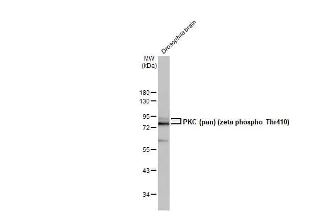 Western Blot: pan PKC [p Thr410] Antibody (HL1278) - Azide and BSA Free [NBP3-25604] - Drosophila tissue extract (50 ug) was separated by 10% SDS-PAGE, and the membrane was blotted with PKC (pan) (zeta phospho Thr410) antibody [HL1278] (NBP3-25604) diluted at 1:1000. The HRP-conjugated anti-rabbit IgG antibody was used to detect the primary antibody.