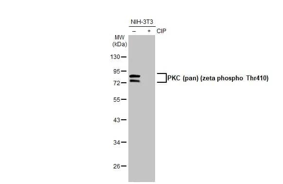 Western Blot: pan PKC [p Thr410] Antibody (HL1278) - Azide and BSA Free [NBP3-25604] - Untreated (-) and treated (+) NIH-3T3 whole cell extracts (30 ug) were separated by 10% SDS-PAGE, and the membrane was blotted with PKC (pan) (zeta phospho Thr410) antibody [HL1278] (NBP3-25604) diluted at 1:1000. The HRP-conjugated anti-rabbit IgG antibody was used to detect the primary antibody.