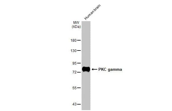 Western Blot: PKC gamma Antibody (HL2226) - Azide and BSA Free [NBP3-25606] - Human brain (5 ug) was separated by 7.5% SDS-PAGE, and the membrane was blotted with PKC gamma antibody [HL2226] (NBP3-25606) diluted at 1:1000. The HRP-conjugated anti-rabbit IgG antibody was used to detect the primary antibody.