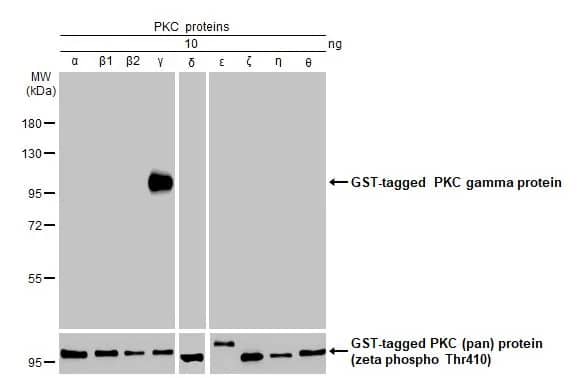 Western Blot: PKC gamma Antibody (HL2226) - Azide and BSA Free [NBP3-25606] - PKC proteins (10 ng) were separated by 7.5% SDS-PAGE, and the membrane was blotted with PKC gamma antibody [HL2226] (NBP3-25606) diluted at 1:1000. The HRP-conjugated anti-rabbit IgG antibody was used to detect the primary antibody.