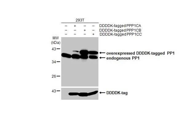 Western Blot: PP1 Antibody (HL1677) - Azide and BSA Free [NBP3-25610] - Non-transfected (-) and transfected (+) 293T whole cell extracts were separated by 10% SDS-PAGE, and the membrane was blotted with PPP1A antibody [HL1677] (NBP3-25610) diluted at 1:1000. The HRP-conjugated anti-rabbit IgG antibody was used to detect the primary antibody, and the signal was developed with Trident ECL plus-Enhanced.