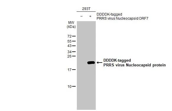 Western Blot: PRRSV Nucleocapsid Antibody (HL1901) - Azide and BSA Free [NBP3-25615] - Non-transfected (-) and transfected (+) 293T whole cell extracts (30 ug) were separated by 15% SDS-PAGE, and the membrane was blotted with PRRS virus Nucleocapsid protein antibody [HL1901] (NBP3-25615) diluted at 1:1000. The HRP-conjugated anti-rabbit IgG antibody was used to detect the primary antibody.