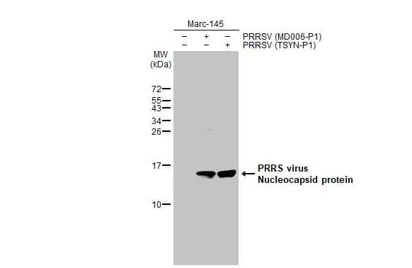 Western Blot: PRRSV Nucleocapsid Antibody (HL1901) - Azide and BSA Free [NBP3-25615] - Non-infected (-) and infected (+) Marc-145 whole cell extracts (5 ug) were separated by 15% SDS-PAGE, and the membrane was blotted with PRRS virus Nucleocapsid protein antibody [HL1901] (NBP3-25615) diluted at 1:1000. The HRP-conjugated anti-rabbit IgG antibody was used to detect the primary antibody.