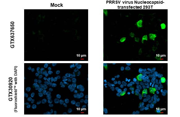 Immunocytochemistry/Immunofluorescence: PRRSV Nucleocapsid Antibody (HL1901) - Azide and BSA Free [NBP3-25615] - PRRS virus Nucleocapsid protein antibody [HL1901] detects PRRS virus Nucleocapsid protein protein by immunofluorescent analysis. Sample: Mock and transfected 293T cells were fixed in 4% paraformaldehyde at RT for 15 min. Green: PRRS virus Nucleocapsid protein stained by PRRS virus Nucleocapsid protein antibody [HL1901] (NBP3-25615) diluted at 1:500. Blue: Fluoroshield with DAPI .