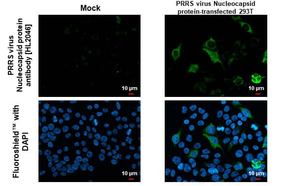 Immunocytochemistry/Immunofluorescence: PRRSV Nucleocapsid Antibody (HL2046) - Azide and BSA Free [NBP3-25616] - PRRS virus Nucleocapsid protein antibody [HL2046] detects PRRS virus Nucleocapsid protein protein by immunofluorescent analysis. Sample: Mock and transfected 293T cells were fixed in 4% paraformaldehyde at RT for 15 min. Green: PRRS virus Nucleocapsid protein stained by PRRS virus Nucleocapsid protein antibody [HL2046] (NBP3-25616) diluted at 1:500. Blue: Fluoroshield with DAPI .