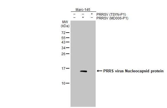 Western Blot: PRRSV Nucleocapsid Antibody (HL2046) - Azide and BSA Free [NBP3-25616] - Non-infected (-) and infected (+) Marc-145 whole cell extracts (5 ug) were separated by 15% SDS-PAGE, and the membrane was blotted with PRRS virus Nucleocapsid protein antibody [HL2046] (NBP3-25616) diluted at 1:1000. The HRP-conjugated anti-rabbit IgG antibody was used to detect the primary antibody.