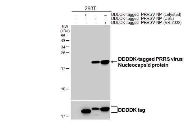 Non-transfected (-) and transfected (+) 293T whole cell extracts (30 ug) were separated by 15% SDS-PAGE, and the membrane was blotted with PRRSV Nucleocapsid antibody [HL2046] (NBP3-25616) diluted at 1:5000. The HRP-conjugated anti-rabbit IgG antibody was used to detect the primary antibody. 