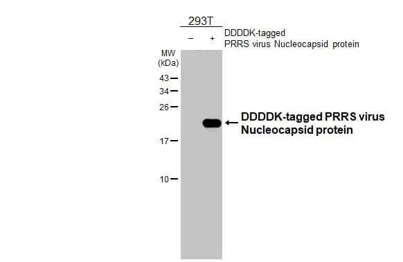 Non-transfected (-) and transfected (+) 293T whole cell extracts (30 ug) were separated by 15% SDS-PAGE, and the membrane was blotted with PRRSV Nucleocapsid antibody [HL2046] (NBP3-25616) diluted at 1:1000. The HRP-conjugated anti-rabbit IgG antibody was used to detect the primary antibody. 