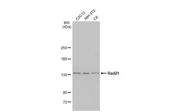 Western Blot: Rad21 Antibody (HL2171) - Azide and BSA Free [NBP3-25619] - Various whole cell extracts (30 ug) were separated by 5% SDS-PAGE, and the membrane was blotted with Rad21 antibody [HL2171] (NBP3-25619) diluted at 1:2000. The HRP-conjugated anti-rabbit IgG antibody was used to detect the primary antibody.