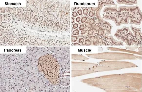 Immunohistochemistry-Paraffin: Rad21 Antibody (HL2171) - Azide and BSA Free [NBP3-25619] - Rad21 antibody [HL2171] detects Rad21 protein by immunohistochemical analysis. Sample: Paraffin-embedded mouse tissues. Rad21 stained by Rad21 antibody [HL2171] (NBP3-25619) diluted at 1:50. Antigen Retrieval: Citrate buffer, pH 6.0, 15 min