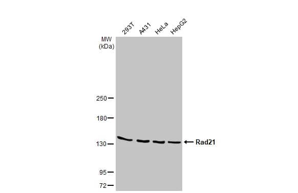 Western Blot: Rad21 Antibody (HL2171) - Azide and BSA Free [NBP3-25619] - Various whole cell extracts (30 ug) were separated by 5% SDS-PAGE, and the membrane was blotted with Rad21 antibody [HL2171] (NBP3-25619) diluted at 1:1000. The HRP-conjugated anti-rabbit IgG antibody was used to detect the primary antibody.