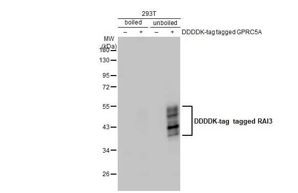 Western Blot: GPRC5A/RAI3 Antibody (HL1864) - Azide and BSA Free [NBP3-25620] - Non-transfected (-) and transfected (+) boiled and unboiled 293T whole cell extracts (30 ug) were separated by 10% SDS-PAGE, and the membrane was blotted with RAI3 antibody [HL1864] (NBP3-25620) diluted at 1:1000. The HRP-conjugated anti-rabbit IgG antibody was used to detect the primary antibody.