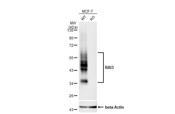 <b>Genetic Strategies Validation. </b>Western Blot: GPRC5A/RAI3 Antibody (HL1864) - Azide and BSA Free [NBP3-25620] - Unboiled wild-type (WT) and GPRC5A knockout (KO) MCF-7 cell extracts (30 ug) were separated by 10% SDS-PAGE, and the membrane was blotted with RAI3 antibody [HL1864] (NBP3-25620) diluted at 1:1000. The HRP-conjugated anti-rabbit IgG antibody was used to detect the primary antibody.