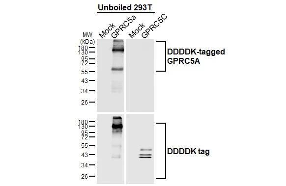<b>Expression of Tagged Proteins Validation. </b>Unboiled non-transfected (-) and transfected (+) 293T whole cell extracts (30 ug) were separated by 10% SDS-PAGE, and the membrane was blotted with GPRC5A/RAI3 antibody [HL1864] (NBP3-25620) diluted at 1:50000. The HRP-conjugated anti-rabbit IgG antibody was used to detect the primary antibody. 