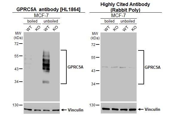 <b>Independent Antibodies Validation and Genetic Strategies Validation.</b>Boiled and unboiled wild-type (WT) and GPRC5A/RAI3 knockout (KO) MCF-7 cell extracts (30 ug) were separated by 10% SDS-PAGE, and the membranes were blotted with GPRC5A/RAI3 antibody [HL1864] (NBP3-25620) diluted at 1:5000 and competitor's antibody (Competitor) diluted at 1:5000. The HRP-conjugated anti-rabbit IgG antibody was used to detect the primary antibody.*The competitor is not affiliated withand does not endorse this product. 