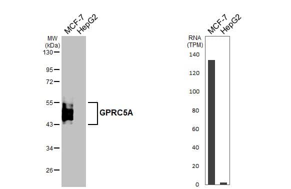 <b>Orthogonal Strategies Validation. </b>Various whole cell extracts (30 ug) were separated by 10% SDS-PAGE, and the membrane was blotted with GPRC5A/RAI3 antibody [HL1864] (NBP3-25620) diluted at 1:1000. The HRP-conjugated anti-rabbit IgG antibody was used to detect the primary antibody, and the signal was developed with Trident ECL plus-Enhanced. Corresponding RNA expression data for the same cell lines are based on Human Protein Atlas program. 