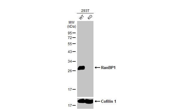 <b>Genetic Strategies Validation. </b>Knockout Validated: RanBP1 Antibody (HL2358) - Azide and BSA Free [NBP3-25621] - Wild-type (WT) and RanBP1 knockout (KO) 293T cell extracts (30 ug) were separated by 12% SDS-PAGE, and the membrane was blotted with RanBP1 antibody [HL2358] (NBP3-25621) diluted at 1:1000. The HRP-conjugated anti-rabbit IgG antibody was used to detect the primary antibody.