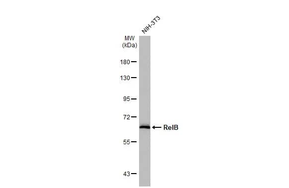 Western Blot: RelB Antibody (HL2222) - Azide and BSA Free [NBP3-25623] - Whole cell extract (30 ug) was separated by 7.5% SDS-PAGE, and the membrane was blotted with RelB antibody [HL2222] (NBP3-25623) diluted at 1:1000. The HRP-conjugated anti-rabbit IgG antibody was used to detect the primary antibody.