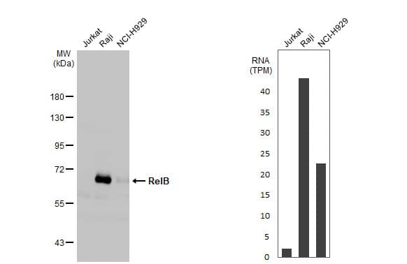 Western Blot: RelB Antibody (HL2222) - Azide and BSA Free [NBP3-25623] - Various whole cell extracts (30 ug) were separated by 7.5% SDS-PAGE, and the membrane was blotted with RelB antibody [HL2222] (NBP3-25623) diluted at 1:1000. The HRP-conjugated anti-rabbit IgG antibody was used to detect the primary antibody. Corresponding RNA expression data for the same cell lines are based on Human Protein Atlas program.