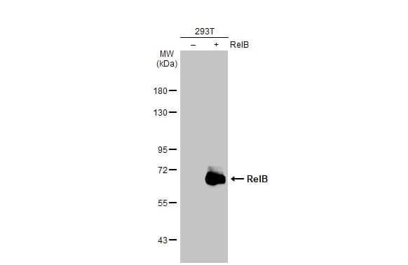 Western Blot RelB Antibody (HL2222) - Azide and BSA Free