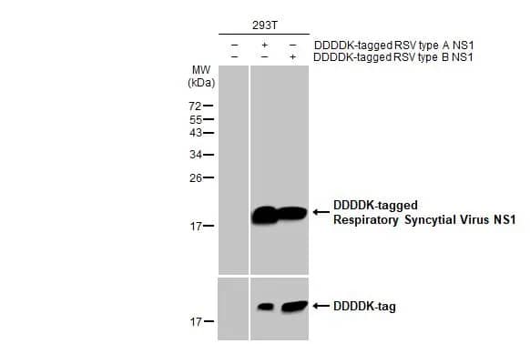 Western Blot: Respiratory Syncytial Virus NS1 Antibody (HL2383) - Azide and BSA Free [NBP3-25624] - Non-transfected (-) and transfected (+) 293T whole cell extracts were separated by 15% SDS-PAGE, and the membrane was blotted with Respiratory Syncytial virus NS1 antibody [HL2383] (NBP3-25624) diluted at 1:1000. The HRP-conjugated anti-rabbit IgG antibody was used to detect the primary antibody.