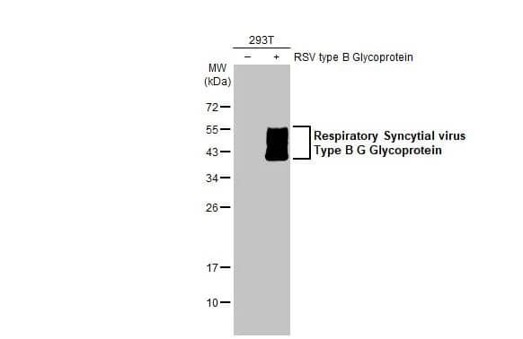 Western Blot Respiratory Syncytial Virus Glycoprotein G Antibody (HL1733) - Azide and BSA Free