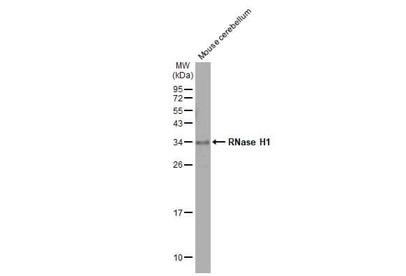 Western Blot: RNase H1 Antibody (HL2343) - Azide and BSA Free [NBP3-25638] - Mouse tissue extract (50 ug) was separated by 12% SDS-PAGE, and the membrane was blotted with RNase H1 antibody [HL2343] (NBP3-25638) diluted at 1:2000. The HRP-conjugated anti-rabbit IgG antibody was used to detect the primary antibody.