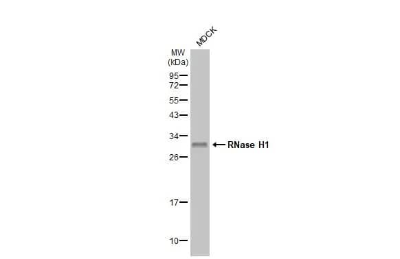 Western Blot: RNase H1 Antibody (HL2343) - Azide and BSA Free [NBP3-25638] - Whole cell extract (30 ug) was separated by 12% SDS-PAGE, and the membrane was blotted with RNase H1 antibody [HL2343] (NBP3-25638) diluted at 1:1000. The HRP-conjugated anti-rabbit IgG antibody was used to detect the primary antibody.