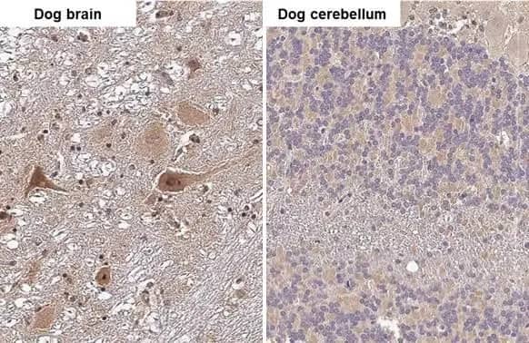 Immunohistochemistry-Paraffin: RNase H1 Antibody (HL2343) - Azide and BSA Free [NBP3-25638] - RNase H1 antibody [HL2343] detects RNase H1 protein by immunohistochemical analysis. Sample: Paraffin-embedded dog tissues. RNase H1 stained by RNase H1 antibody [HL2343] (NBP3-25638) diluted at 1:100. Antigen Retrieval: Citrate buffer, pH 6.0, 15 min