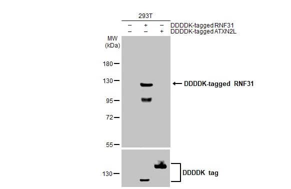 Western Blot: HOIP/RNF31 Antibody (HL2295) - Azide and BSA Free [NBP3-25641] - Non-transfected (-) and transfected (+) 293T whole cell extracts were separated by 7.5% SDS-PAGE, and the membrane was blotted with RNF31 antibody [HL2295] (NBP3-25641) diluted at 1:5000. The HRP-conjugated anti-rabbit IgG antibody was used to detect the primary antibody.