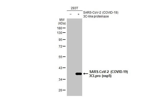 Western Blot: SARS-CoV-2 3CL Protease Antibody (HL1367) - Azide and BSA Free [NBP3-25645] - Non-transfected (-) and transfected (+) 293T whole cell extracts (30 ug) were separated by 10% SDS-PAGE, and the membrane was blotted with SARS-CoV-2 (COVID-19) 3CLpro (nsp5) antibody [HL1367] (NBP3-25645) diluted at 1:5000. The HRP-conjugated anti-rabbit IgG antibody was used to detect the primary antibody.