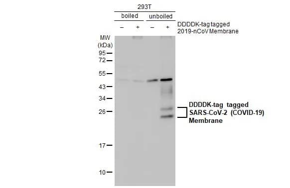 Western Blot: SARS-CoV-2 Membrane Protein Antibody (HL1087) - Azide and BSA Free [NBP3-25647] - Non-transfected (-) and transfected (+) boiled and unboiled 293T whole cell extracts (30 ug) were separated by 12% SDS-PAGE, and the membrane was blotted with SARS-CoV-2 (COVID-19) Membrane antibody [HL1087] (NBP3-25647) diluted at 1:20000. The HRP-conjugated anti-rabbit IgG antibody was used to detect the primary antibody, and the signal was developed with Trident ECL plus-Enhanced.