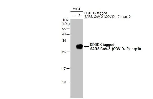 Western Blot: SARS-CoV-2 NSP10 Antibody (HL1381) - Azide and BSA Free [NBP3-25650] - Non-transfected (-) and transfected (+) 293T whole cell extracts (30 ug) were separated by 15% SDS-PAGE, and the membrane was blotted with SARS-CoV-2 (COVID-19) nsp10 antibody [HL1381] (NBP3-25650) diluted at 1:5000. The HRP-conjugated anti-rabbit IgG antibody was used to detect the primary antibody.