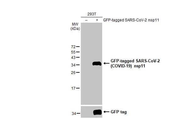 Western Blot: SARS-CoV-2 nsp11 Antibody (HL2388) - Azide and BSA Free [NBP3-25651] - Non-transfected (-) and transfected (+) 293T whole cell extracts (30 ug) were separated by 15% SDS-PAGE, and the membrane was blotted with SARS-CoV-2 (COVID-19) nsp11 antibody (NBP3-25651) diluted at 1:5000. The HRP-conjugated anti-rabbit IgG antibody was used to detect the primary antibody.