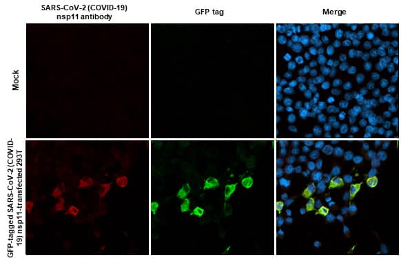 Immunocytochemistry/Immunofluorescence: SARS-CoV-2 nsp11 Antibody (HL2388) - Azide and BSA Free [NBP3-25651] - SARS-CoV-2 (COVID-19) nsp11 antibody detects SARS-CoV-2 (COVID-19) nsp11 protein by immunofluorescent analysis. Sample: Mock and transfected 293T cells were fixed in ice-cold MeOH for 5 min. Green: GFP tagged protein is expressed in the transfected cells. Red: SARS-CoV-2 (COVID-19) nsp11 stained by SARS-CoV-2 (COVID-19) nsp11 antibody (NBP3-25651) diluted at 1:500. Blue: Fluoroshield with DAPI .